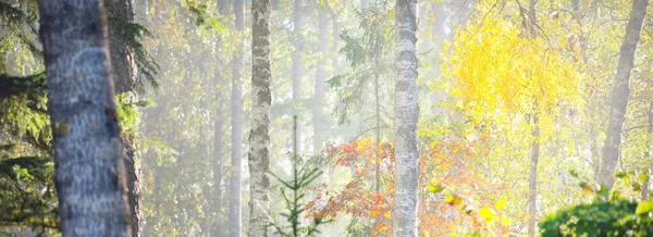 Malownicze Krajobrazy Majestatycznego Lasu Mgle Potężne Drzewa Tajemniczy Jesienny Krajobraz — Zdjęcie stockowe