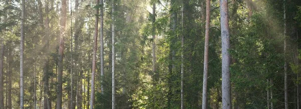Панорамный Вид Величественный Лесопарк Мягкий Солнечный Свет Идиллический Пейзаж Природа — стоковое фото