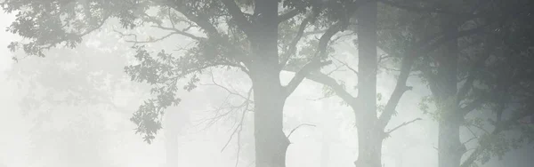 Панорамный Вид Величественный Лесопарк Туман Мягкий Свет Идиллический Пейзаж Природа — стоковое фото