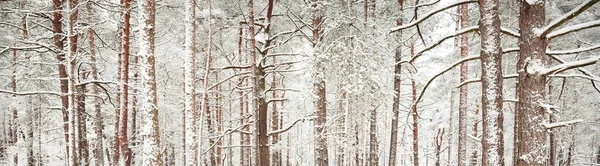 Сосновый Лес Крупный План Деревьев Туман Атмосферный Пейзаж Зимняя Страна — стоковое фото