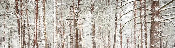 Forêt Pins Gros Plan Sur Les Arbres Brouillard Paysage Atmosphérique — Photo