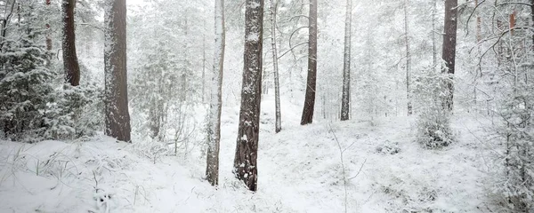 눈덮인 상록수 블리자드 소나무 가문비나무 가까이에 길에서 바라보라 겨울의 — 스톡 사진