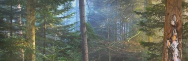 Sis içindeki esrarengiz yeşil orman. Güçlü çam ağaçları. Fransa, Avrupa. Karanlık atmosferik sonbahar manzarası. Panoramik manzara. Ekoloji, ekoloji, mevsimler, doğa. Fantezi, sihir