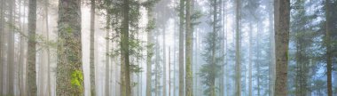 Sis içindeki esrarengiz yeşil orman. Güçlü çam ağaçları. Fransa, Avrupa. Karanlık atmosferik sonbahar manzarası. Panoramik manzara. Ekoloji, ekoloji, mevsimler, doğa. Fantezi, sihir
