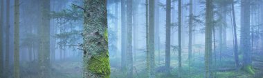 Sis içindeki esrarengiz yeşil orman. Güçlü çam ağaçları. Fransa, Avrupa. Karanlık atmosferik sonbahar manzarası. Panoramik manzara. Ekoloji, ekoloji, mevsimler, doğa. Fantezi, sihir