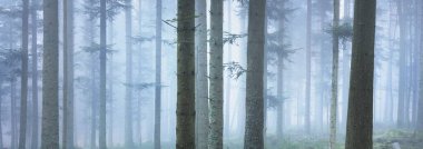 Sis içindeki esrarengiz yeşil orman. Güçlü çam ağaçları. Fransa, Avrupa. Karanlık atmosferik sonbahar manzarası. Panoramik manzara. Ekoloji, ekoloji, mevsimler, doğa. Fantezi, sihir