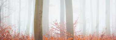 Kalın bir siste gizemli altın kayın ormanı. Güçlü ağaçlar. Kırmızı ve turuncu yapraklar. Lorraine, Fransa. Atmosferik sonbahar manzarası. Resimli panoramik manzara. Ekoloji, çevre, doğa