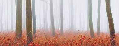 Kalın bir siste gizemli altın kayın ormanı. Güçlü ağaçlar. Kırmızı ve turuncu yapraklar. Lorraine, Fransa. Atmosferik sonbahar manzarası. Resimli panoramik manzara. Ekoloji, çevre, doğa