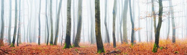 Kalın Bir Siste Gizemli Altın Kayın Ormanı Güçlü Ağaçlar Kırmızı — Stok fotoğraf