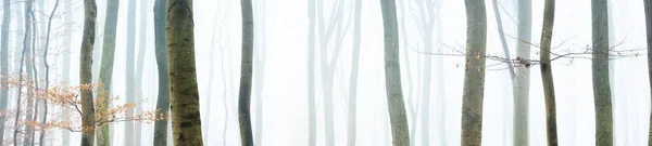 Ισχυρές Σιλουέτες Οξιάς Ένα Ομιχλώδες Φθινοπωρινό Δάσος Στη Λορέιν Της — Φωτογραφία Αρχείου