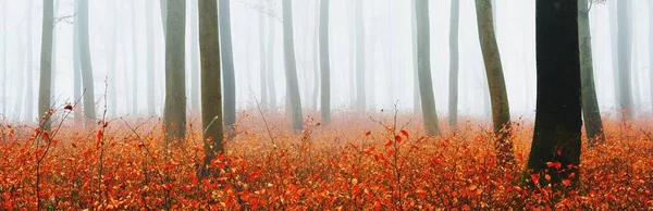 Kalın bir siste gizemli altın kayın ormanı. Güçlü ağaçlar. Kırmızı ve turuncu yapraklar. Lorraine, Fransa. Atmosferik sonbahar manzarası. Resimli panoramik manzara. Ekoloji, çevre, doğa