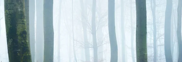 Могучие Силуэты Буковых Деревьев Туманном Осеннем Лесу Лотарингии Франция Синий — стоковое фото