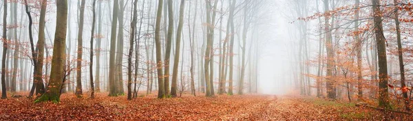 濃い霧の中で神秘的な雄大な黄金のブナの森 力強い木だ 赤とオレンジの葉 ロレーヌ フランス 大気の秋の風景 絵のように美しいパノラマビュー 生態系 — ストック写真