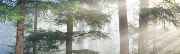 Misterioso Bosque Siempreverde Una Niebla Poderosos Pinos Francia Europa Oscuro —  Fotos de Stock