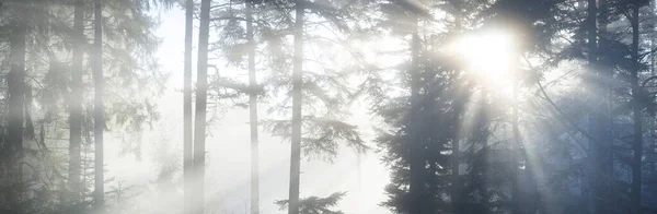 Mysterious Evergreen Forest Fog Mighty Pine Trees France Europe Dark — Stock Photo, Image