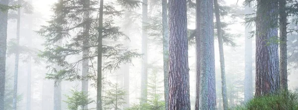 Mysterious Evergreen Forest Fog Mighty Pine Trees France Europe Dark — Stock Photo, Image