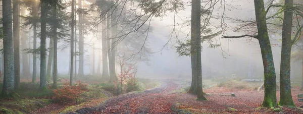 Грязная Дорога Тропинка Через Таинственный Вечнозеленый Лес Тумане Могучие Сосны — стоковое фото