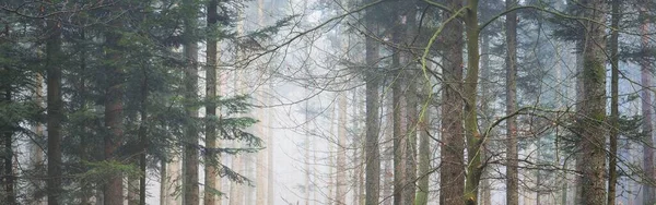 Mystérieuse Forêt Feuilles Persistantes Dans Brouillard Puissants Pins France Europe — Photo