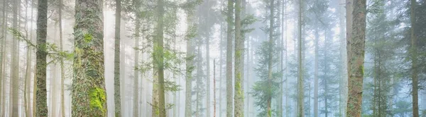 Mystérieuse Forêt Feuilles Persistantes Dans Brouillard Puissants Pins France Europe — Photo