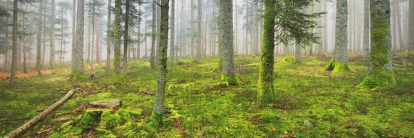 在雾中神秘的常绿森林 参天大树苔藓蕨类植物法国 黑暗的秋天风景 全景风景 生态旅游 — 图库照片