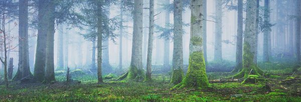 Mysterious evergreen forest in a fog. Mighty pine trees, moss, fern, plants. France, Europe. Dark atmospheric autumn landscape. Panoramic scenery. Ecotourism, ecology, seasons, nature. Fantasy, magic