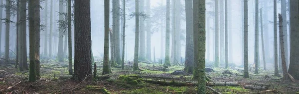 Misterioso Bosque Siempreverde Una Niebla Poderosos Pinos Musgo Helecho Plantas — Foto de Stock