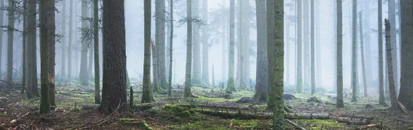 在雾中神秘的常绿森林 参天大树苔藓蕨类植物法国 黑暗的秋天风景 全景风景 生态旅游 — 图库照片