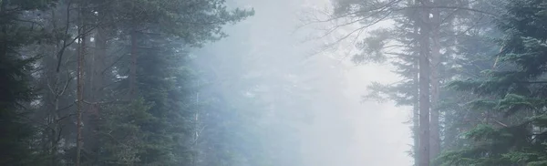 Geheimnisvoller Immergrüner Wald Nebel Mächtige Kiefern Frankreich Europa Düstere Stimmungsvolle — Stockfoto
