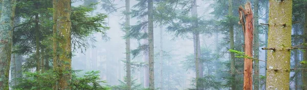 Mysterious Evergreen Forest Fog Mighty Pine Trees France Europe Dark — Stock Photo, Image