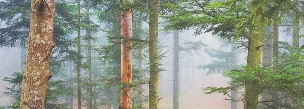 Mystérieuse Forêt Feuilles Persistantes Dans Brouillard Puissants Pins France Europe — Photo