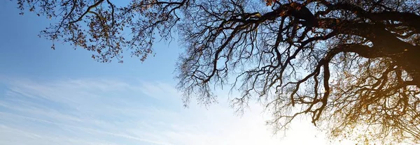 Artystyczny Sylwetka Drzewo Przeciw Zachód Słońca Niebo Malownicza Panoramiczna Jesienna — Zdjęcie stockowe