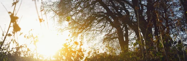 Художественный Силуэт Дерева Против Закатного Неба Живописный Панорамный Осенний Пейзаж — стоковое фото