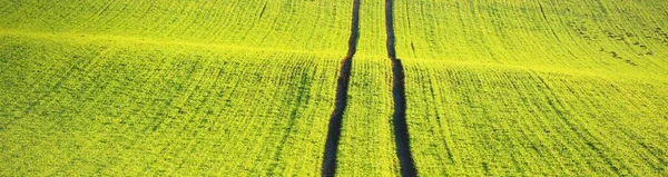 Green Plowed Agricultural Field Tractor Tracks Sunset Close Golden Sunlight — Stock Photo, Image