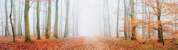 在浓雾中 神秘而雄伟的金色山毛榉林 参天大树红色和橙色的叶子 秋天的大气景观 风景如画的全景 生态旅游 — 图库照片