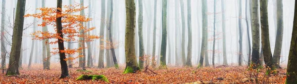 濃い霧の中で神秘的な雄大な黄金のブナの森 力強い木だ 赤とオレンジの葉 ロレーヌ フランス 大気の秋の風景 絵のように美しいパノラマビュー 生態系 — ストック写真