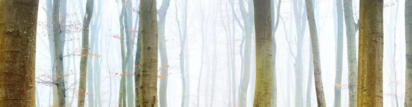 Puissantes Silhouettes Hêtres Dans Une Forêt Automne Brumeuse Lorraine France — Photo