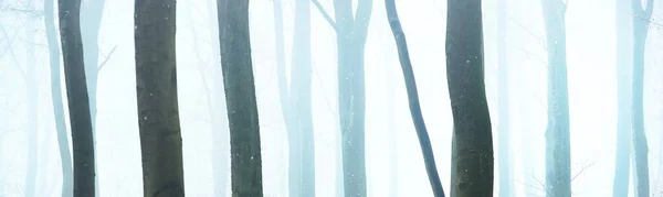 Могучие Силуэты Буковых Деревьев Туманном Осеннем Лесу Лотарингии Франция Синий — стоковое фото