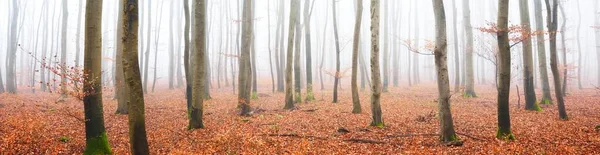 Mystérieuse Forêt Majestueuse Hêtres Dorés Dans Épais Brouillard Des Arbres — Photo