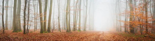 Misterioso Majestuoso Bosque Hayas Doradas Una Espesa Niebla Árboles Poderosos — Foto de Stock