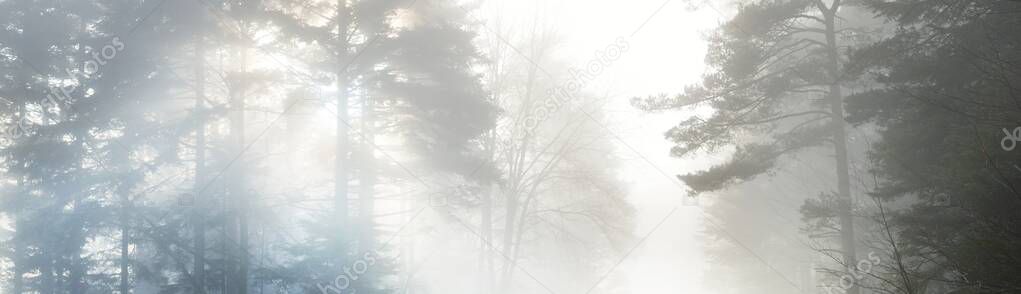 Mysterious evergreen forest in a fog. Mighty pine trees. France, Europe. Dark atmospheric autumn landscape. Panoramic scenery. Ecotourism, ecology, seasons, nature. Fantasy, magic