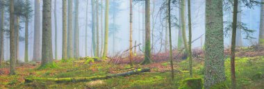 Sis içindeki esrarengiz yeşil orman. Güçlü çam ağaçları, yosun, eğrelti otu, bitkiler. Fransa, Avrupa. Karanlık atmosferik sonbahar manzarası. Panoramik manzara. Ekoloji, ekoloji, mevsimler, doğa. Fantezi, sihir