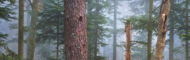 Sis içindeki esrarengiz yeşil orman. Güçlü çam ağaçları. Fransa, Avrupa. Karanlık atmosferik sonbahar manzarası. Panoramik manzara. Ekoloji, ekoloji, mevsimler, doğa. Fantezi, sihir
