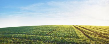 Günbatımında traktör izleri ve renkli altın ormanlarla kaplı yeşil tarlalar, yakın plan. Altın güneş ışığı, sis. Resimli sonbahar manzarası. Idyllic kırsal kesim. Saf doğa. Almanya