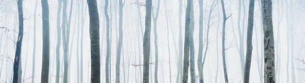 Hatalmas Bükkfa Sziluettek Egy Ködös Őszi Erdőben Lorraine Ben Franciaországban — Stock Fotó