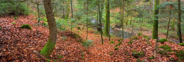 Pequeno Rio Outono Floresta Pinhal Sempre Verde Árvores Poderosas Folhas — Fotografia de Stock