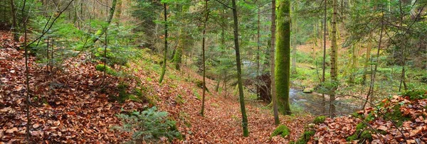 Μικρό Ποτάμι Φθινόπωρο Αειθαλές Πευκοδάσος Δυνατά Δέντρα Πεσμένα Φύλλα Βρύα — Φωτογραφία Αρχείου