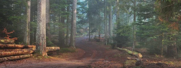 Tajemniczy Wiecznie Zielony Las Mgle Potężne Sosny Mech Rośliny Zbliżenie — Zdjęcie stockowe
