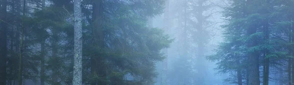 Mystérieuse Forêt Feuilles Persistantes Dans Brouillard Puissants Pins France Europe — Photo