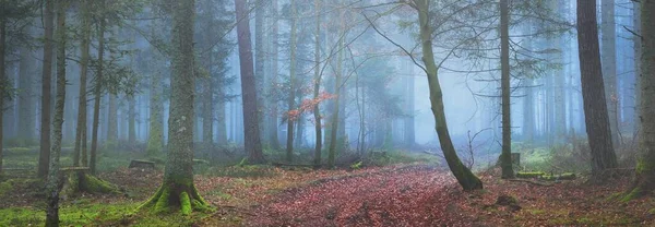 Estrada Terra Caminho Através Floresta Perene Misteriosa Nevoeiro Pinheiros Poderosos — Fotografia de Stock