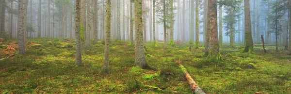 霧の中で神秘的な常緑樹林 強力な松の木 フランス ヨーロッパ 暗い大気の秋の風景 パノラマの景色 生態学 生態学 幻想魔法 — ストック写真